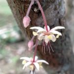 Cacao Flower